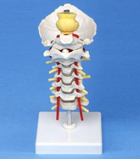 Cervical Spinal Model Pharmaceutical and Anatomical Model Gifts